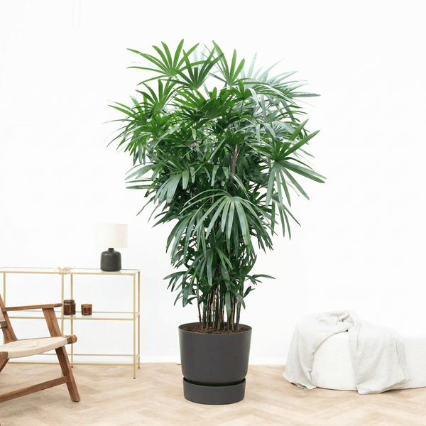 Rhapis Excelsa - 250 cm kopen bij Green Bubble