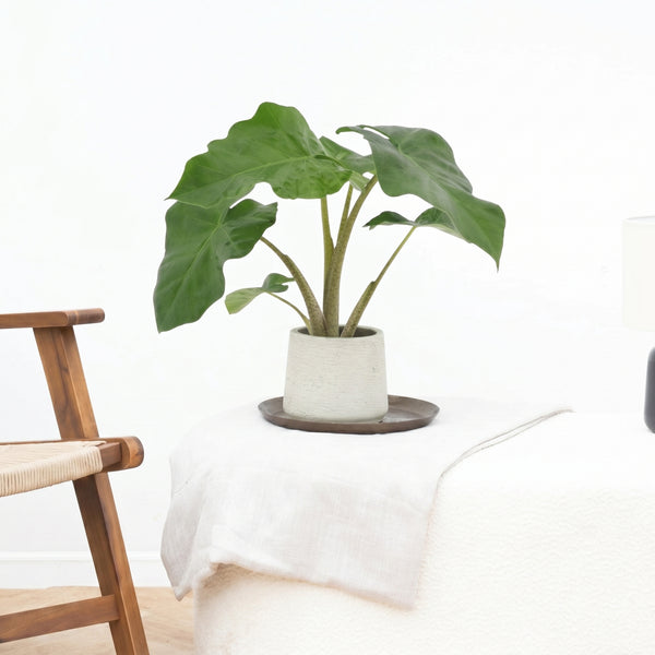 Alocasia Low Rider - 40cm