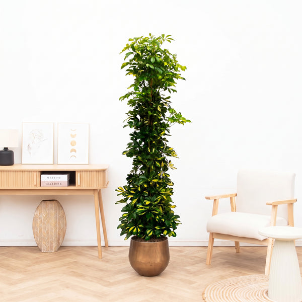 Schefflera Gold Capella struik - 200 cm