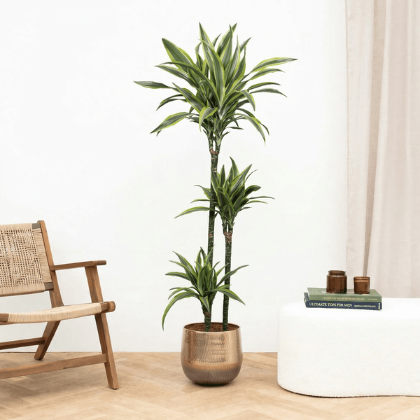 Plant in a Box - Dracaena fragrans Deremensis - Lemon Lime - Dragon Tree - Pot 24 cm - Height 130-140 cm Plant in a Box - Dracaena fragrans Deremensis - Lemon Lime - Dragon Tree - Pot 24 cm - Height 130-140 cm