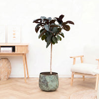 Ficus Elastica Abidjan tree - 130cm