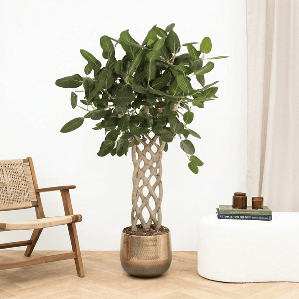 Ficus Benghalensis gevlochten mat - 160 cm