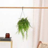Aeschynanthus Japhrolepis hangingplant - 40 cm