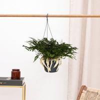Humata Tyermannii plante retombante - 40 cm