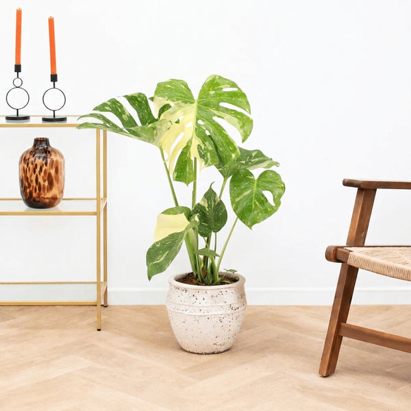 Monstera Deliciosa Albo Variegata - 60cm kopen bij Green Bubble