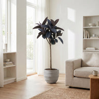 Ficus Elastica Abidjan stam - 150cm