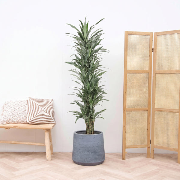 Dracaena Warneckei branched  - 180 cm kopen bij Green Bubble