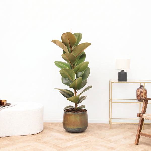 Ficus Robusta Shrub - 130 cm kopen bij Green Bubble