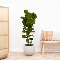 Ficus Lyrata struik - 180cm
