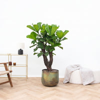Ficus Lyrata Bonsai forgrenet - 130 cm