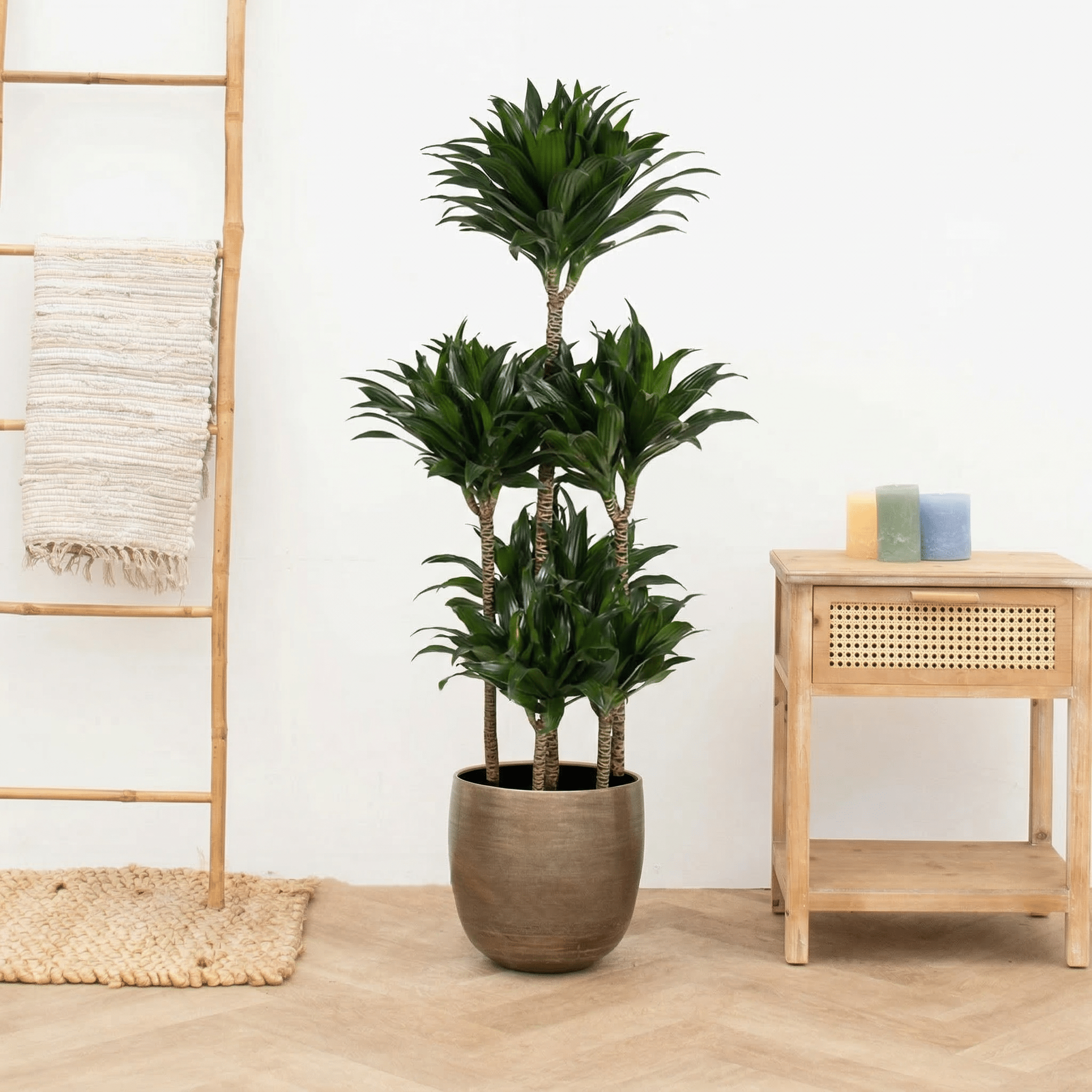 dracaena fragrans entretien Dracaena Fragrans compacta carrousel - 140 cm