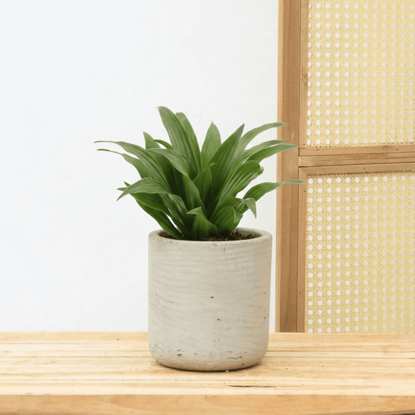 Dracaena fragrans  - 25 cm