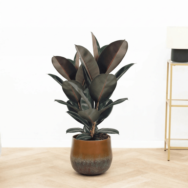 Ficus Abidjan struik - 90 cm