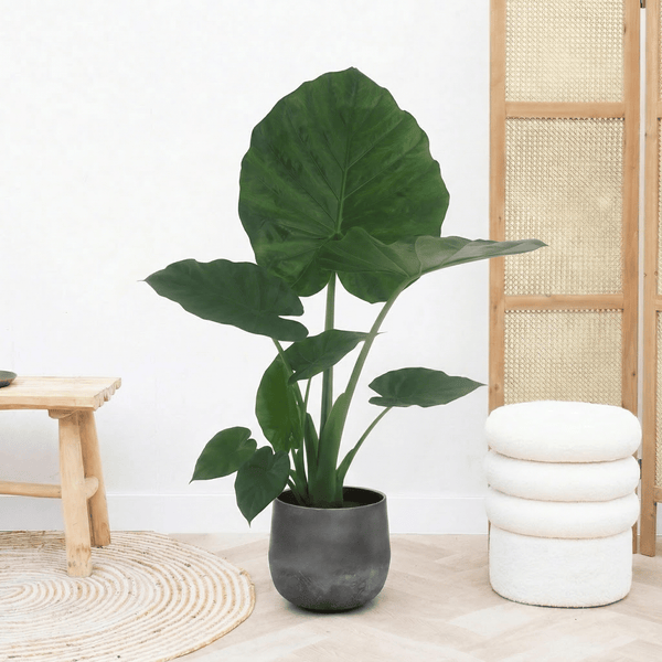 Alocasia Macrorrhiza - 80 cm kopen bij Green Bubble