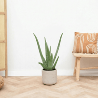 Aloe Vera - 65 cm