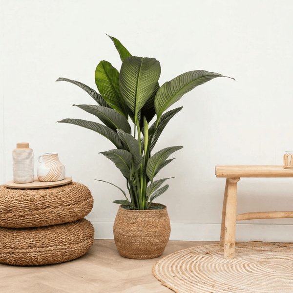 Spathiphyllum - 150 cm kopen bij Green Bubble