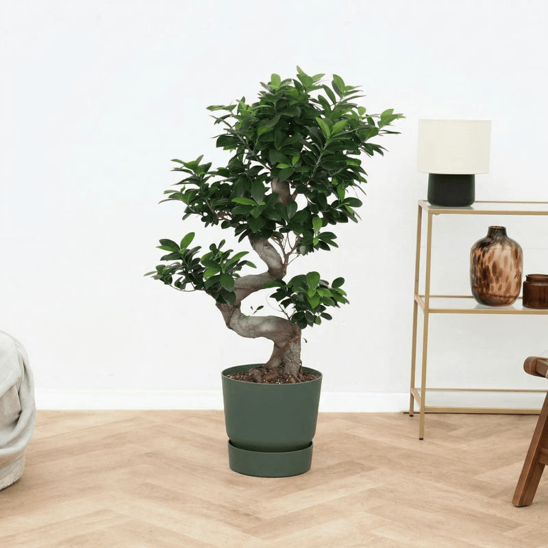 Ficus Microcarpa Ginseng Care verzorging - Green Bubble