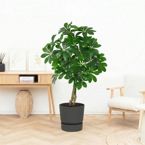 Kunst Schefflera Arboricola - 120cm