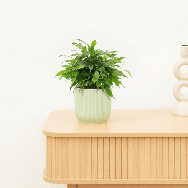 Ficus Benjamina op stam 'Green Kinky' - 30 cm kopen bij Green Bubble