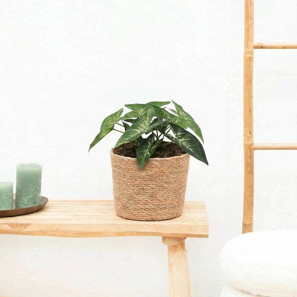 Kunst Syngonium - 15cm