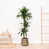 Dracaena Fragrans Janet Craig - 150 cm