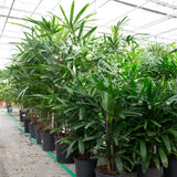 Product afbeelding 4