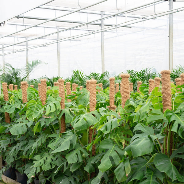 Monstera Deliciosa XL - 160cm