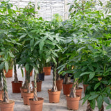 Product afbeelding 3