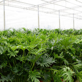 Product afbeelding 5