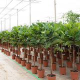 Product afbeelding 3