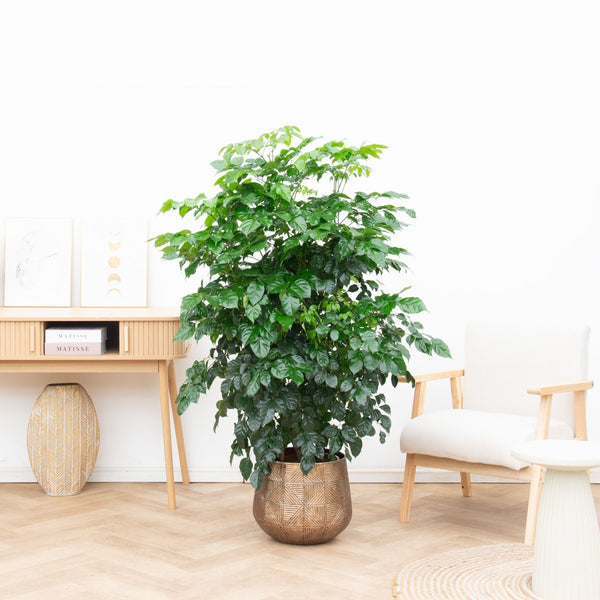 Radermachera Hainanensis - 150cm