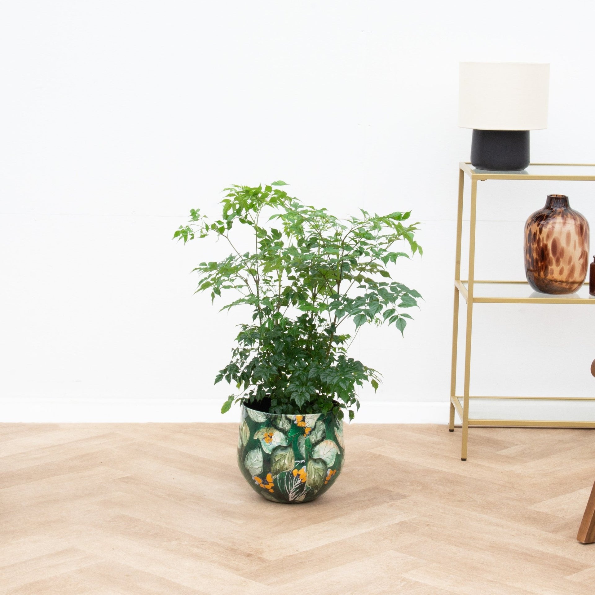 radermachera indoor plant Radermachera Hainanensis - 70cm