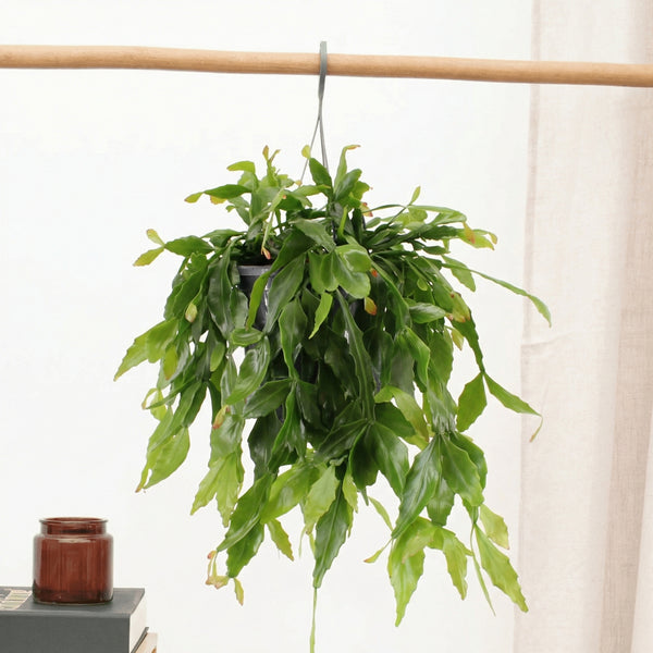 Rhipsalis crispata - 40 cm kopen bij Green Bubble
