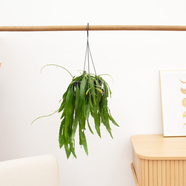 Rhipsalis Red Coral hangplant - 25 cm