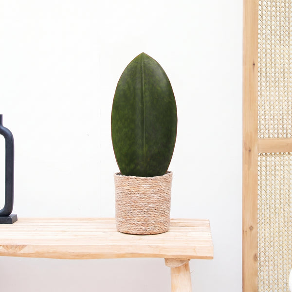 Sansevieria Masoniana Whale - 30cm