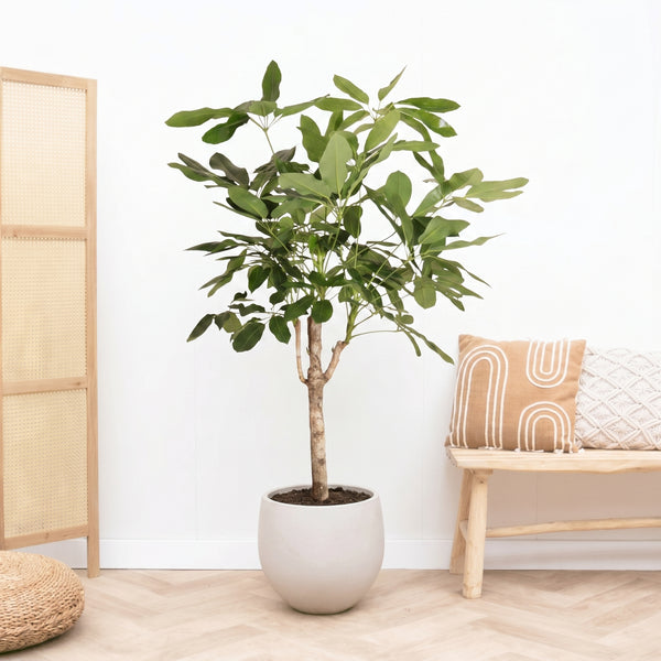 Schefflera Actinophylla Amate sur tige - 160 cm