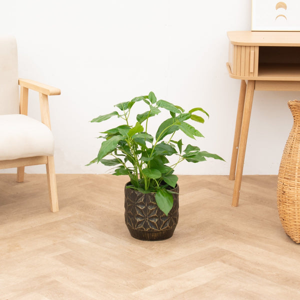 Schefflera Amate struik - 80cm kopen bij Green Bubble