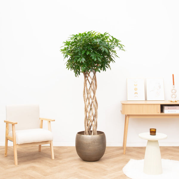 Schefflera Arboricola Compacta gevlochten cilinder - 180 cm