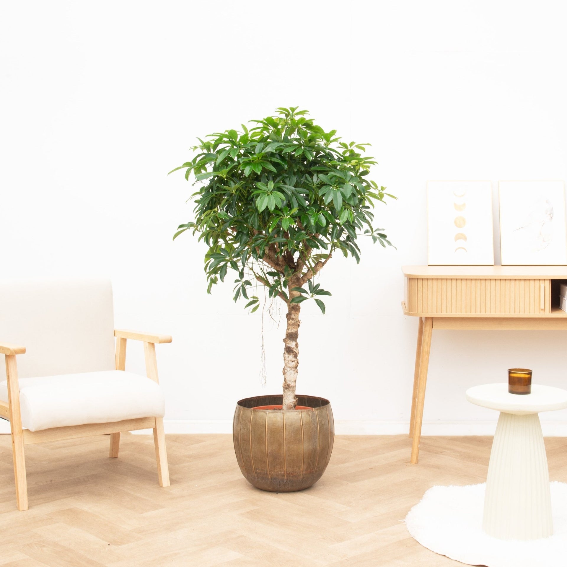 schefflera arboricol Schefflera Arboricola Compacta - 140cm