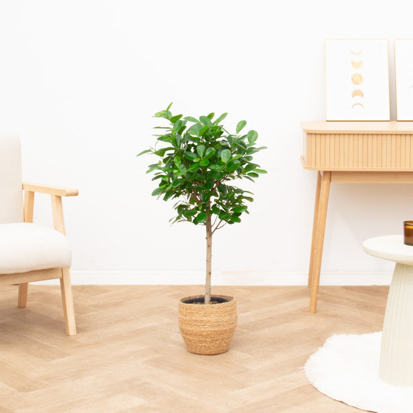 Schefflera Arboricola Compacta - 140cm