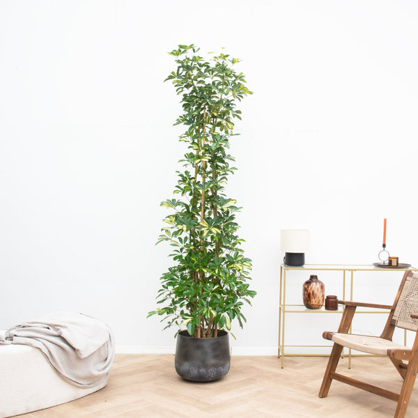 Schefflera Gold Capella struik - 210 cm