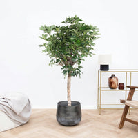 Schefflera Gold Capella op stam - 170 cm