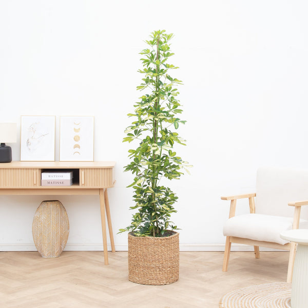 Schefflera Gold Capella struik - 190cm kopen bij Green Bubble