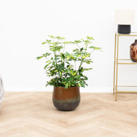 Schefflera Gold Capella krzew - 80 cm
