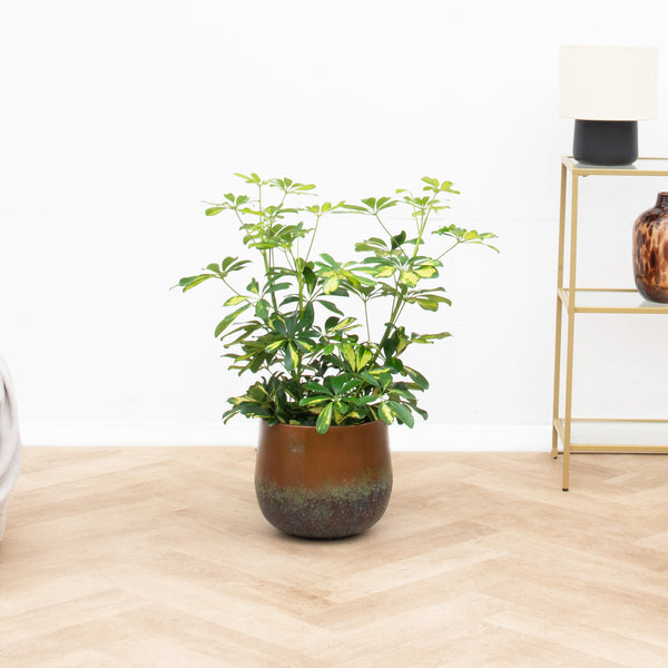 Schefflera Gold Capella arbusto - 80 cm kopen bij Green Bubble