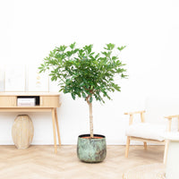Schefflera op stam - 150cm