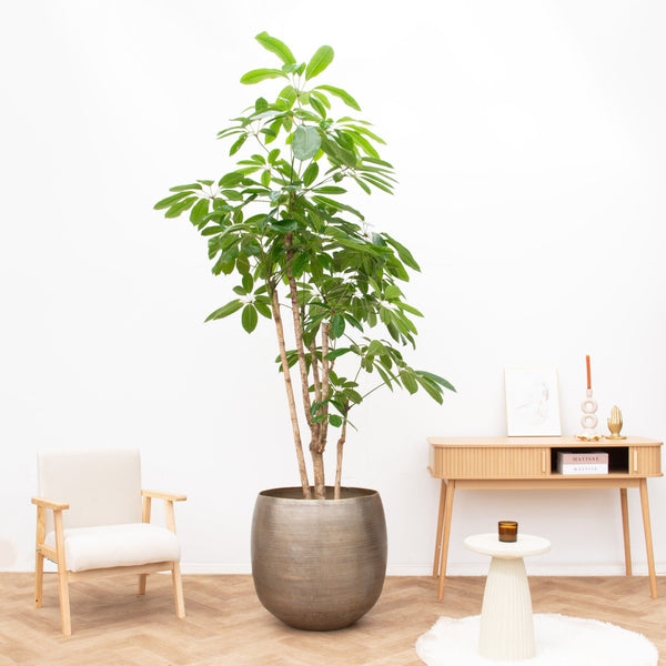 Schefflera vertakt - 210 cm