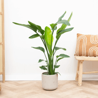 Strelitzia Nicolai - 90cm