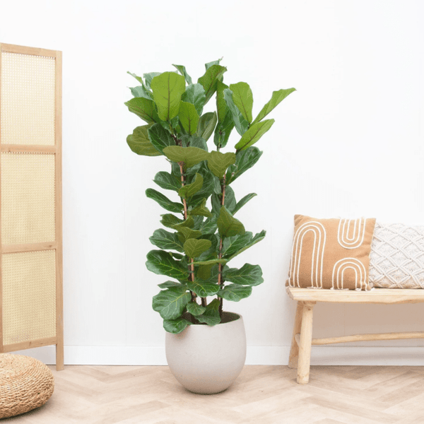 Ficus Lyrata struik - 160cm