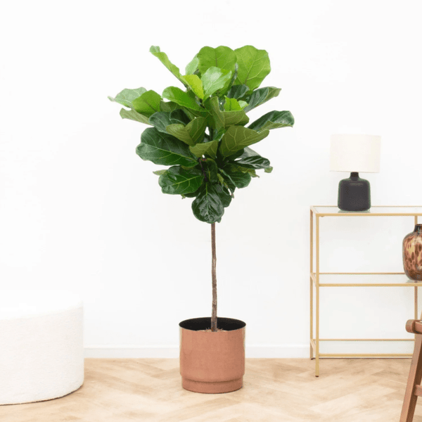 Ficus Lyrata stam - 130cm